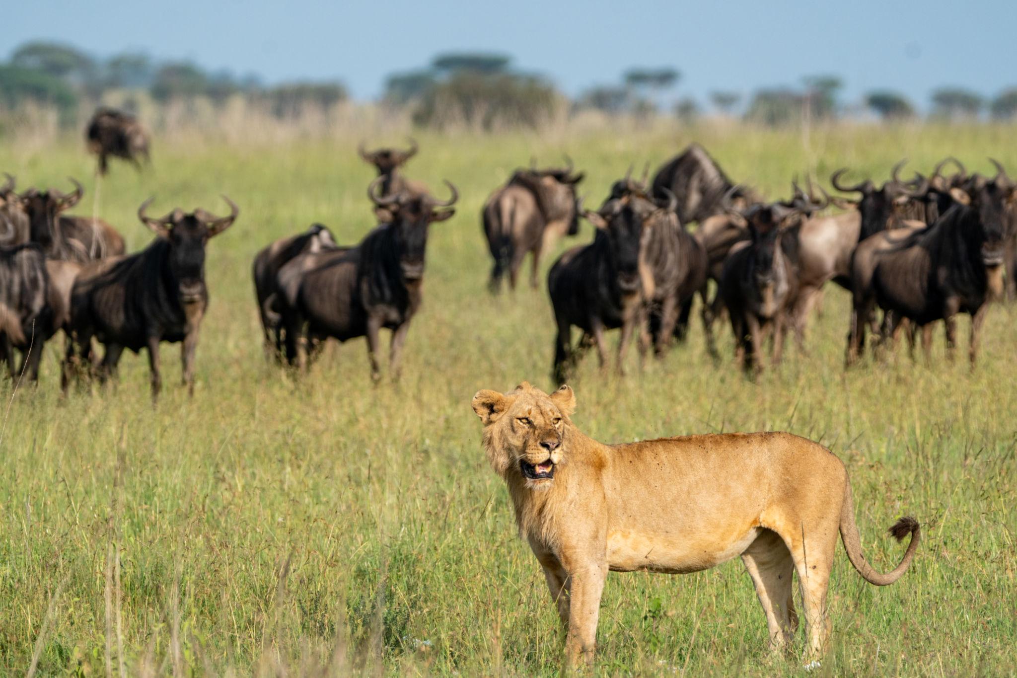 a lioness standing in the savannah of the Serengeti National Park in Tanzania, scanning the area as a herd of wildebeest watches from behind