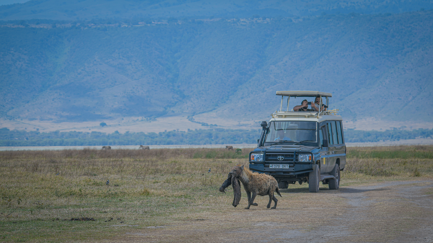 Safari vehicle in the Ngorongoro Conservation Area as visitors watch a hyena carrying a carcass