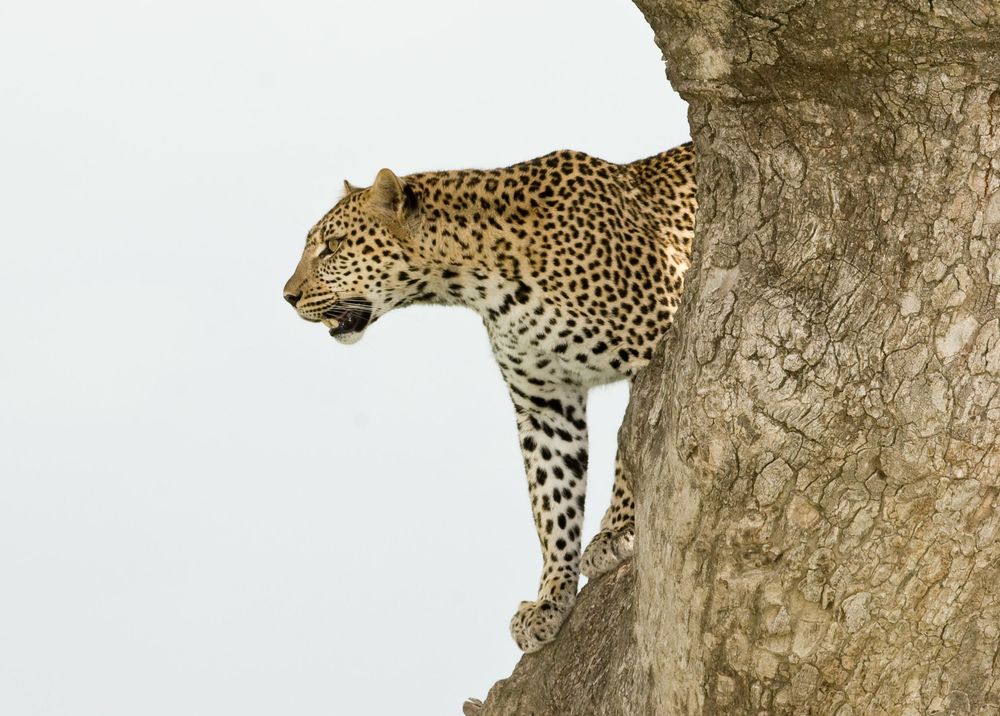 Alarge Leopard on a Sausage Tree In Serengeti National Park - BY TANAPA