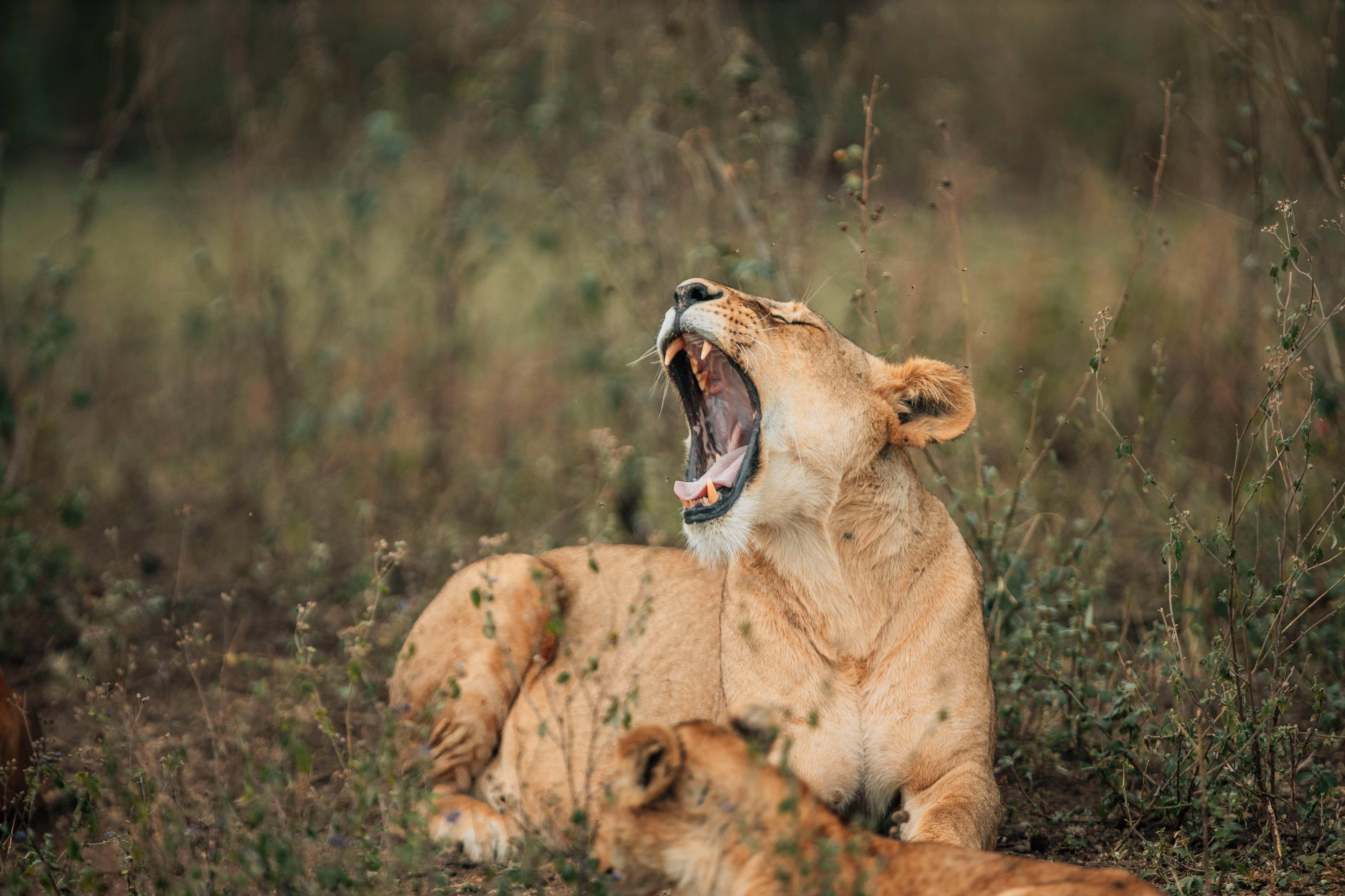 African lion male sleeping in the Serengeti grassland