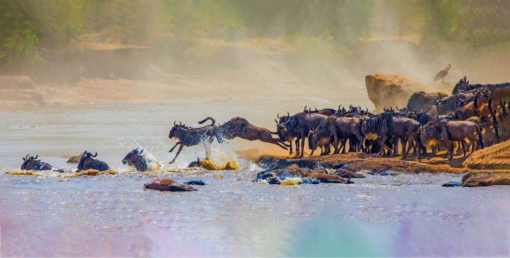 Wildebeest herd crossing the Serengeti during the Great Migration in Tanzania